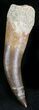 Large Fossil Plesiosaur Tooth - Morocco #28571-1